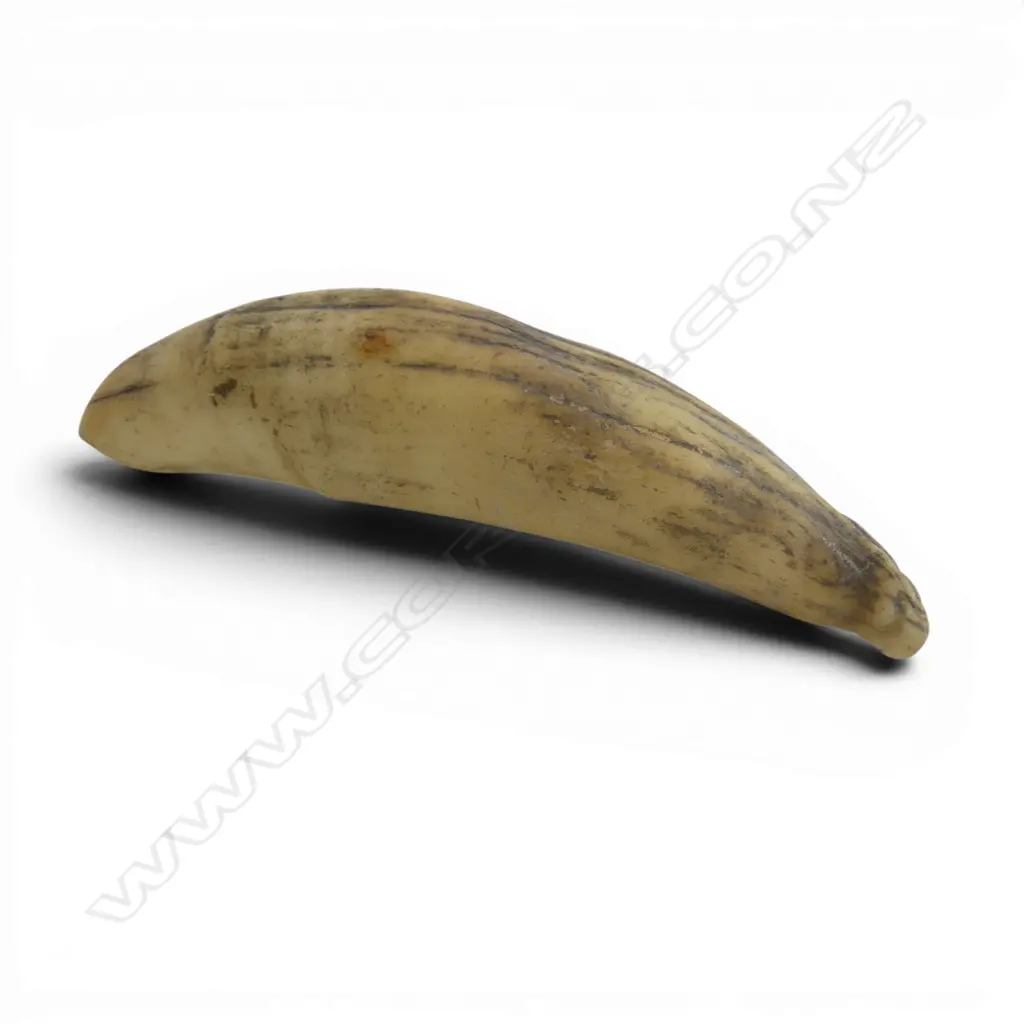 SMALL WHALES TOOTH L.90mm Image 1++