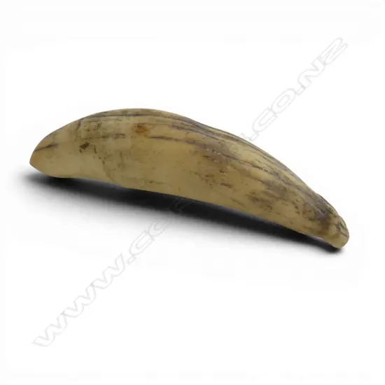 SMALL WHALES TOOTH L.90mm