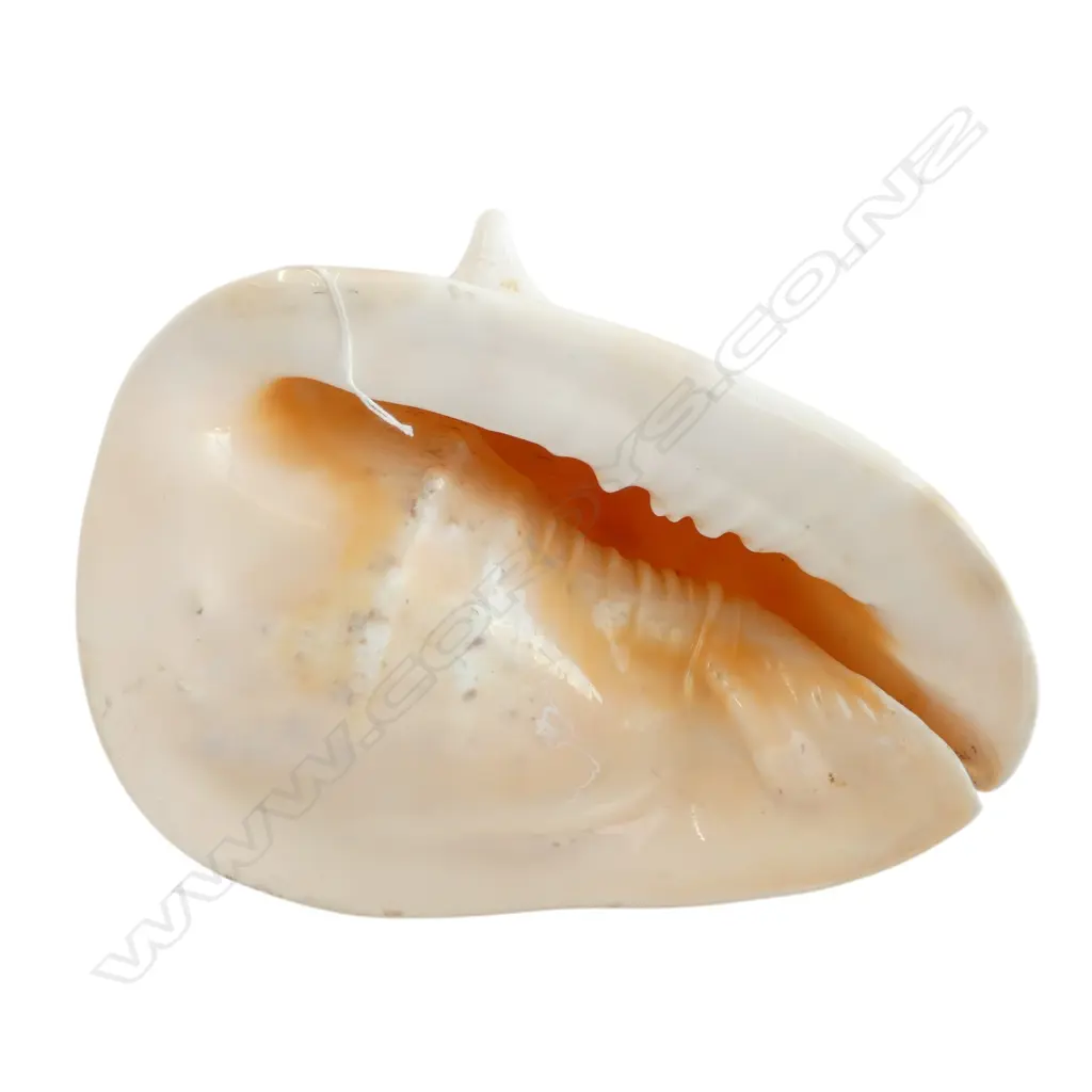 CONCH SHELL W.270mm Image 1++