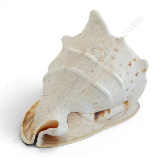 CONCH SHELL W.270mm