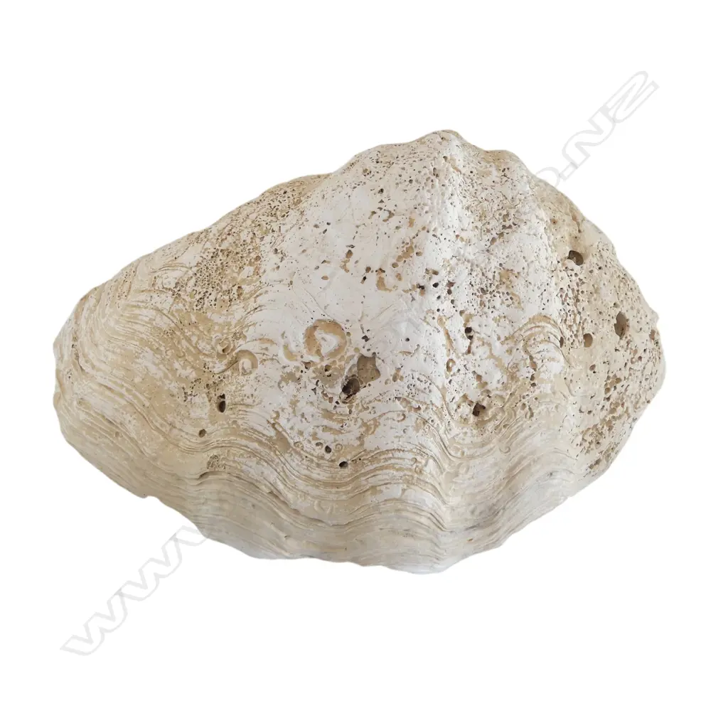 GIANT CLAM SHELL W.380mm Image 1++