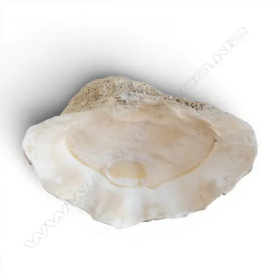 GIANT CLAM SHELL W.380mm
