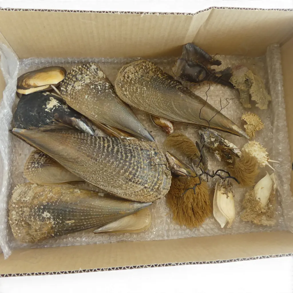 ASST. MUSSELS SHELLS Image 1++