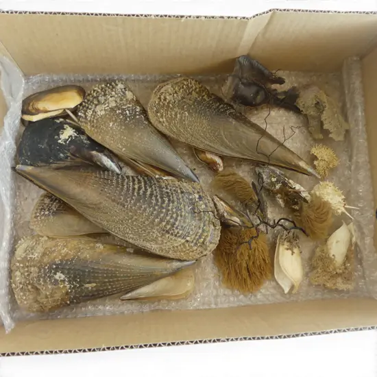 ASST. MUSSELS SHELLS