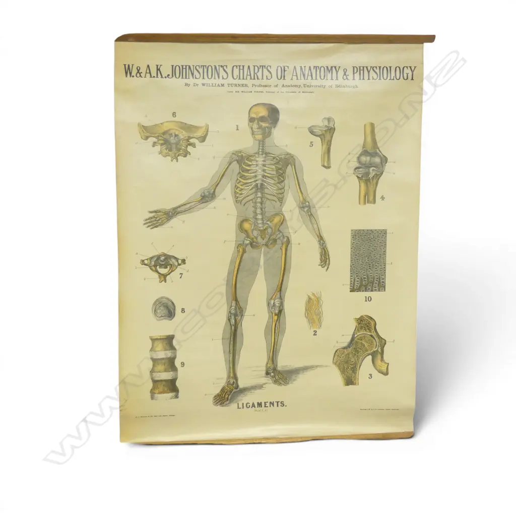 ANTIQUE STYLE ANATOMY CHART W.785mm Image 1++