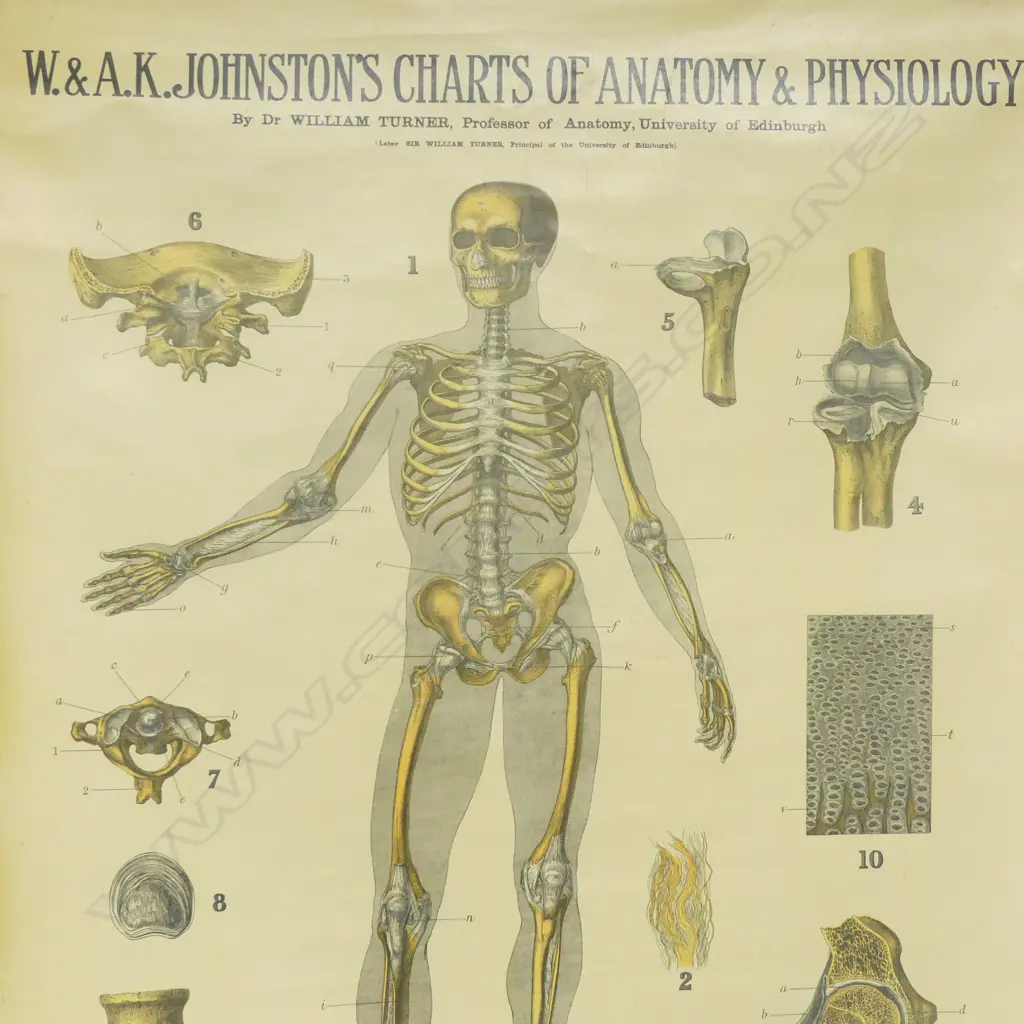 ANTIQUE STYLE ANATOMY CHART W.785mm Image 1++