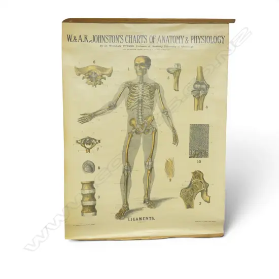 ANTIQUE STYLE ANATOMY CHART W.785mm