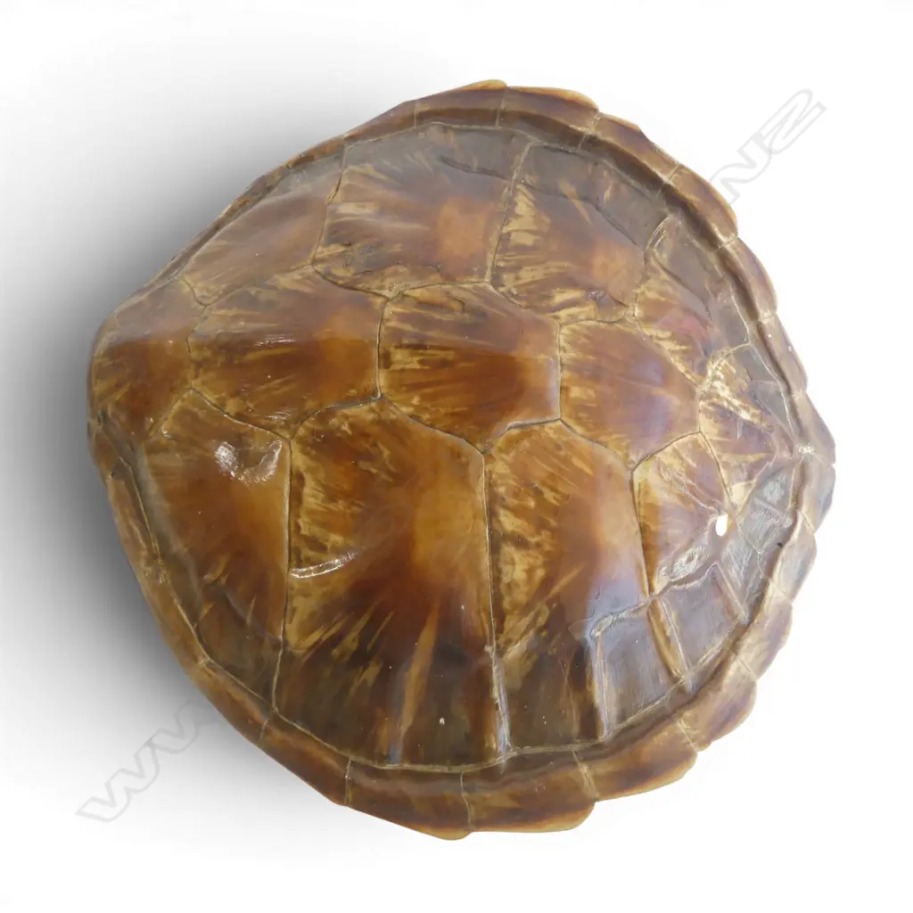 TORTOISESHELL 400x410mm Image 1++
