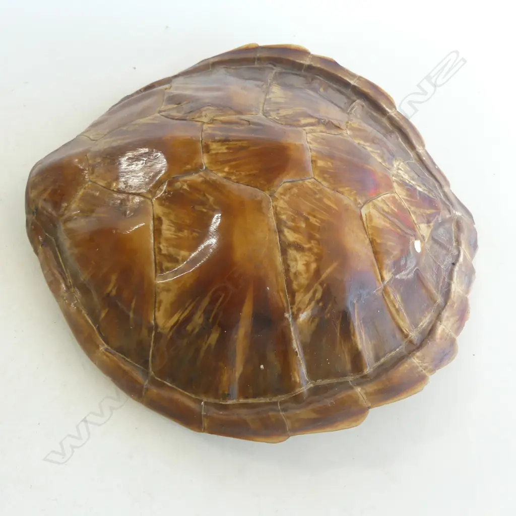 TORTOISESHELL 400x410mm Image 1++