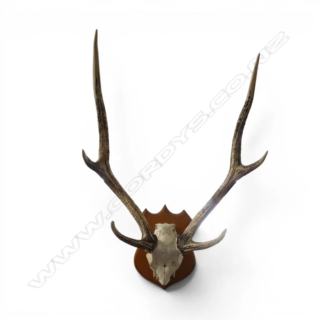 6 POINTER ANTLERS H.750mm W.510mm Image 1++