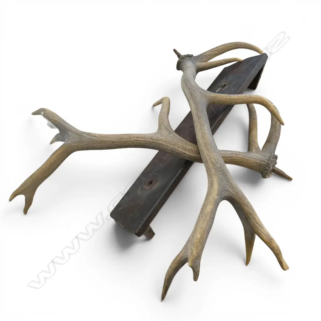 PR LGE DEER ANTLERS with backing board. Image 1++