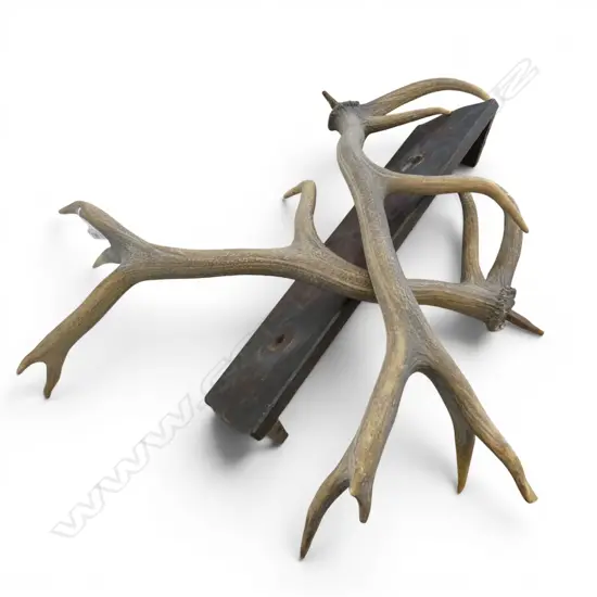 PR LGE DEER ANTLERS with backing board.
