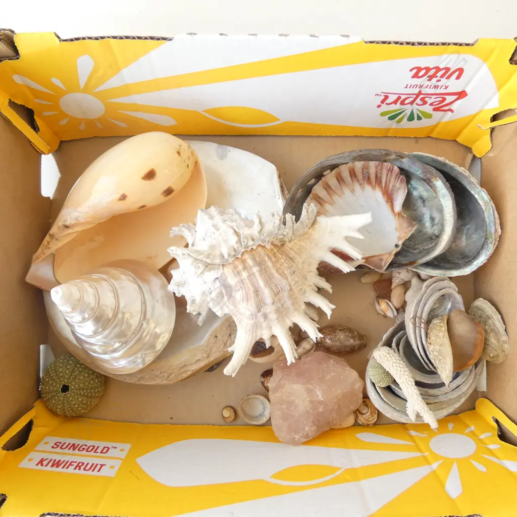 ASST. SHELLS  Image 1++
