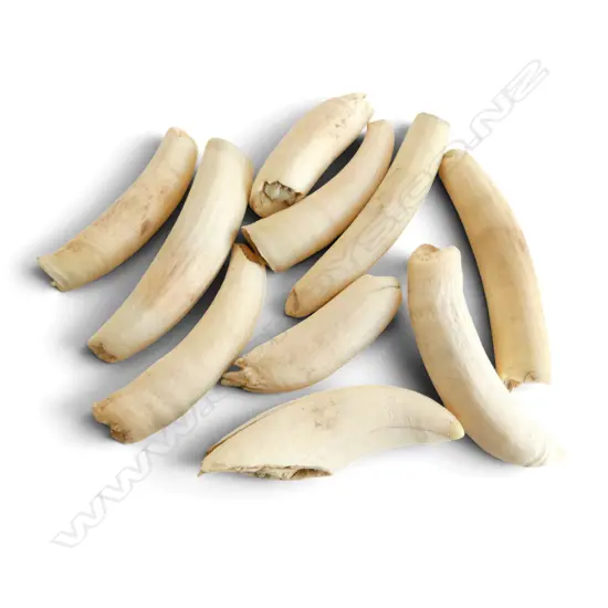 10 MARINE IVORY WHALES TEETH L.90mm