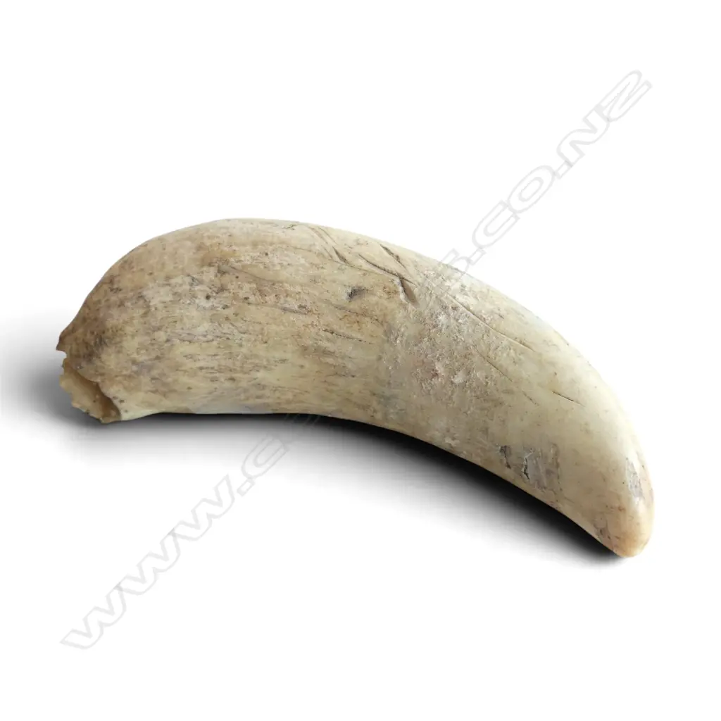 WHALE TOOTH L.120mm Image 1++
