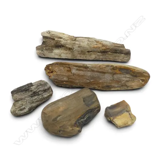 5 PCES PETRIFIED WOOD