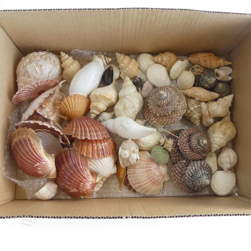 ASST. SHELLS Image 1++