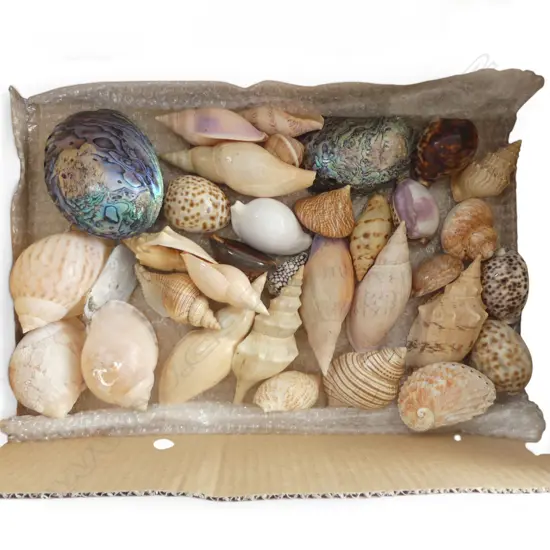 ASST. SHELLS