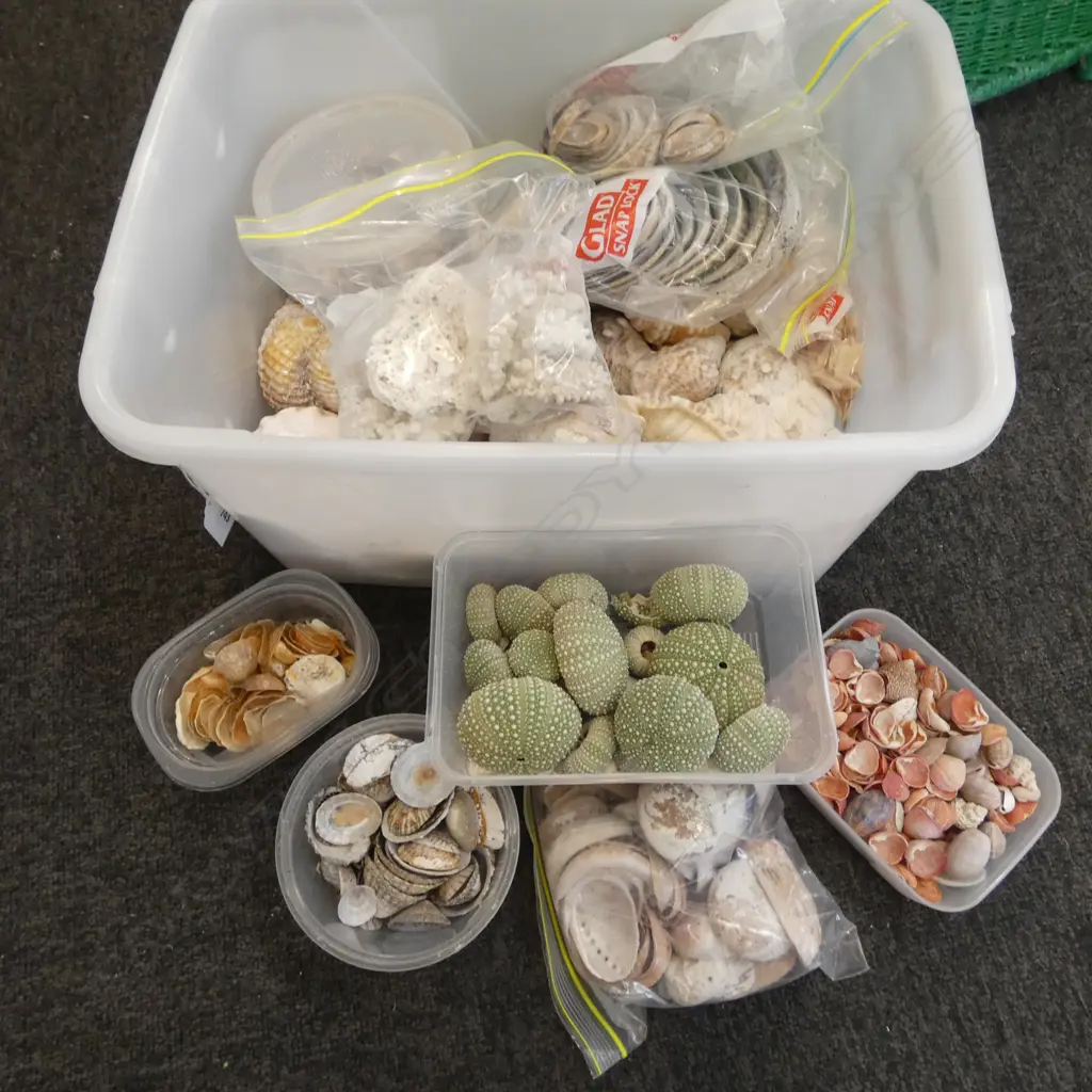 COLLECTION OF SEASHELLS  Image 1++