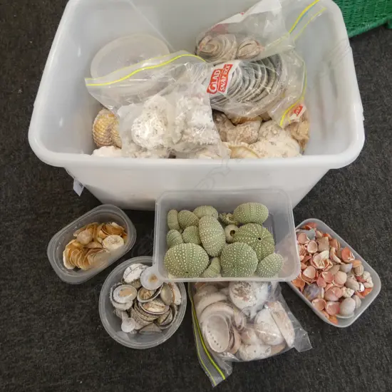 COLLECTION OF SEASHELLS 