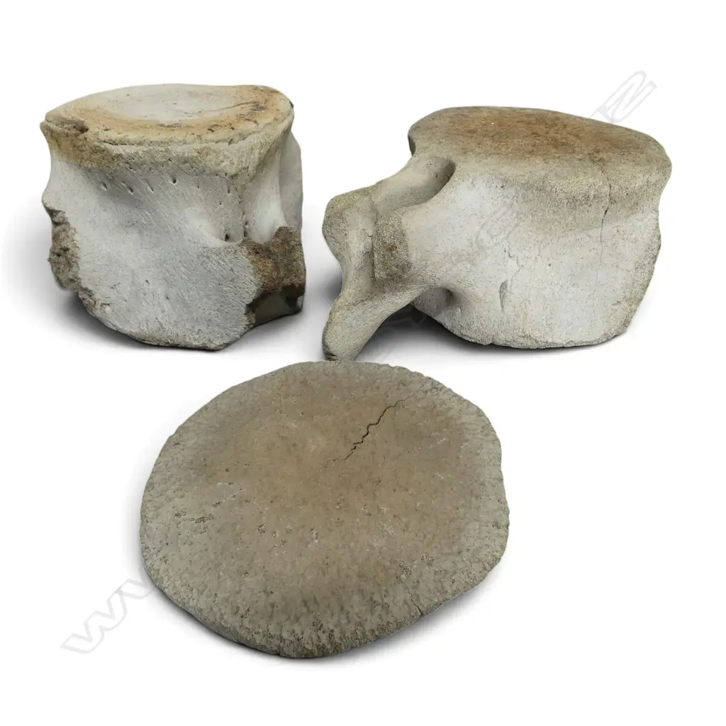 3 LARGE OLD LARGE MAMALE VERTEBRAE. Widest Dia.360mm Image 1++