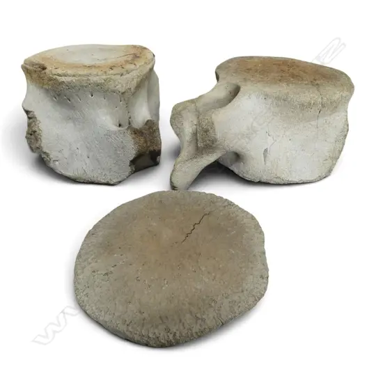 3 LARGE OLD LARGE MAMALE VERTEBRAE. Widest Dia.360mm