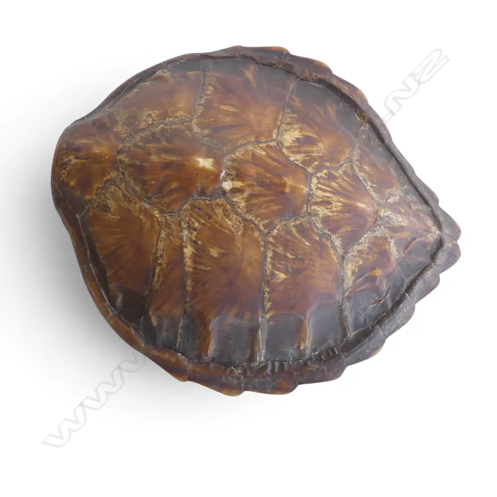 TURTLE SHELL H.450mm Image 1++
