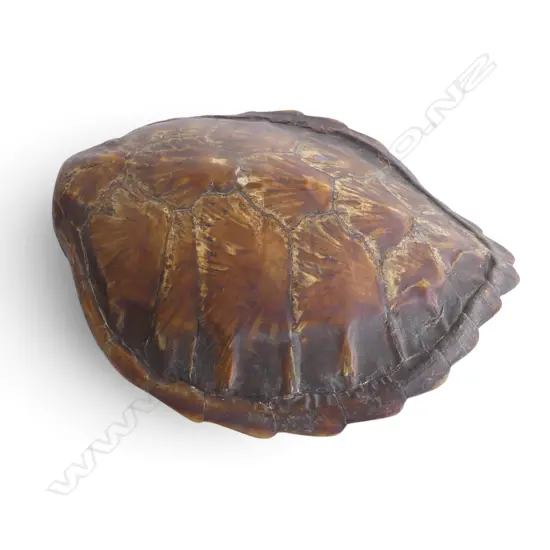 TURTLE SHELL H.450mm