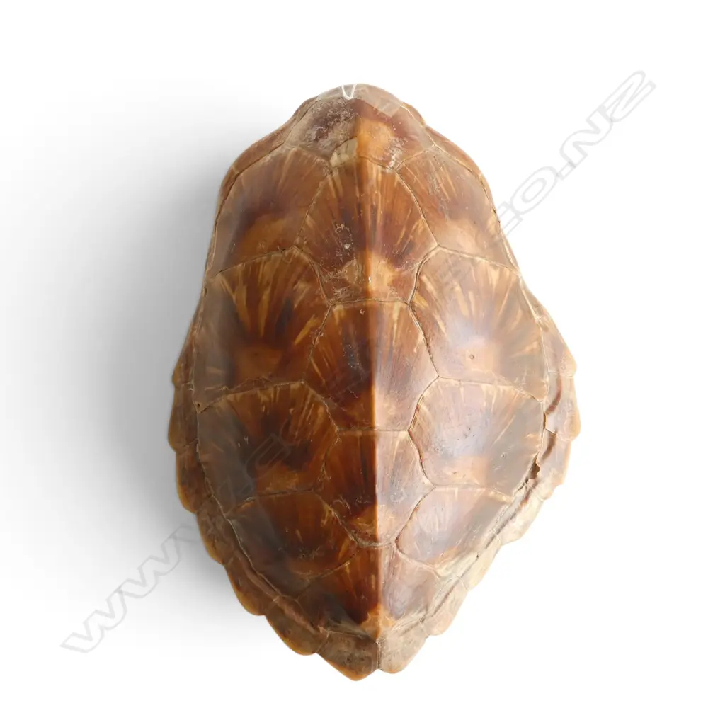 TURTLE SHELL 450x365mm Image 1++