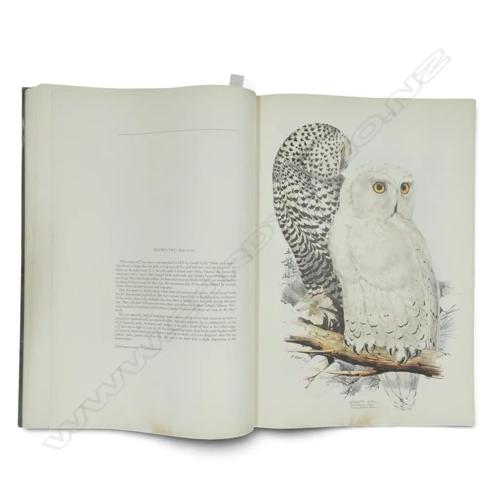 LG ART BOOK; THE BIRDS OF EDWARD LEAR, ARIEL PRESS LONDON 560x380mm Image 1++
