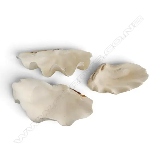 3 SHELLS W.290mm
