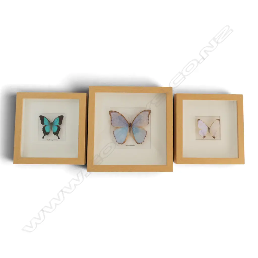 3 FRAMED BUTTERLIES - LARGEST 280 x 280mm Image 1++