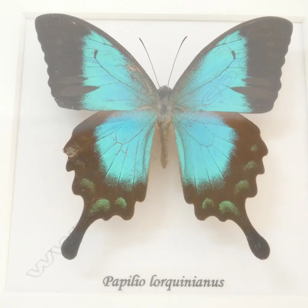 3 FRAMED BUTTERLIES - LARGEST 280 x 280mm Image 1++