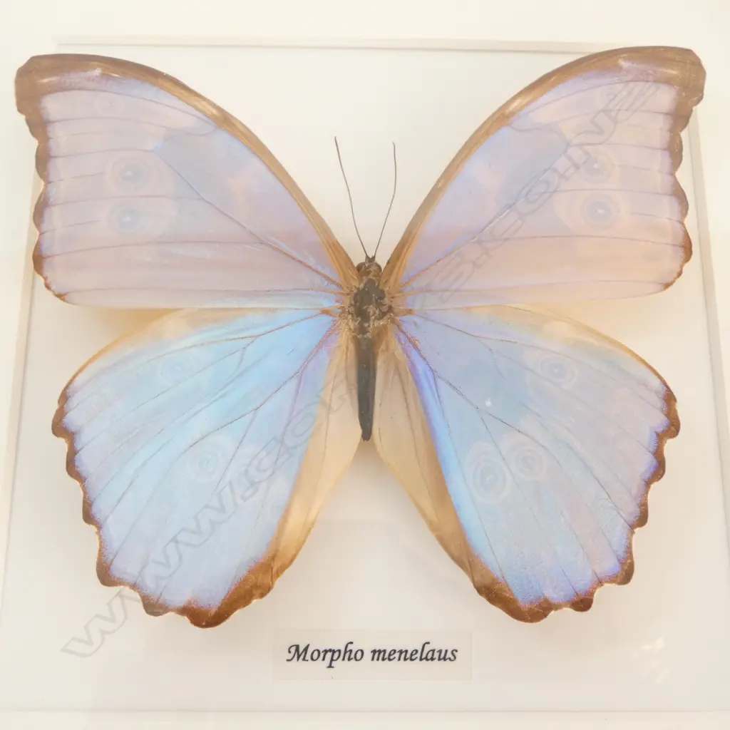 3 FRAMED BUTTERLIES - LARGEST 280 x 280mm Image 1++