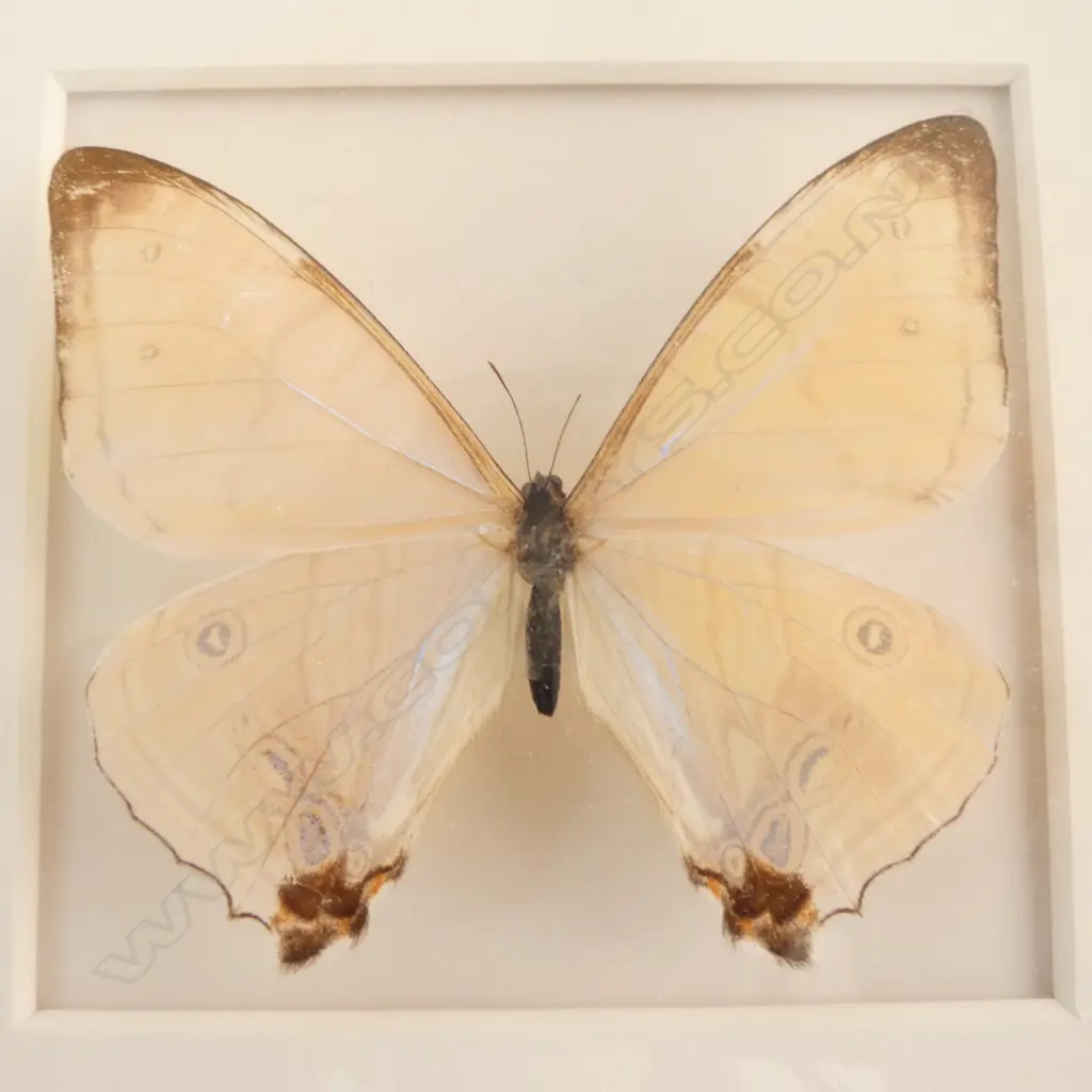 3 FRAMED BUTTERLIES - LARGEST 280 x 280mm Image 1++
