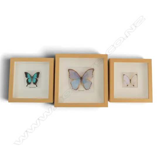 3 FRAMED BUTTERLIES - LARGEST 280 x 280mm
