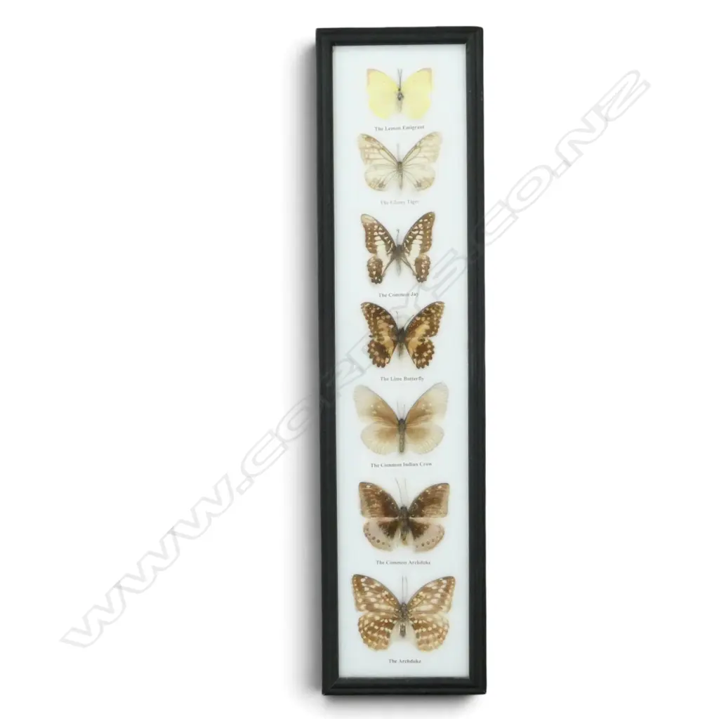 7 FRAMED BUTTERFLIES 520x130mm Image 1++