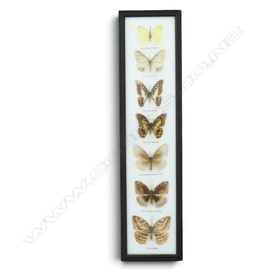 7 FRAMED BUTTERFLIES 520x130mm