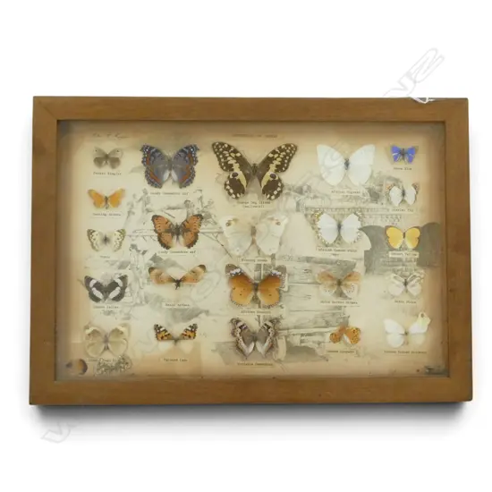 FRAMED 'BUTTERFLIES OF ZAMBIA' 270x410mm