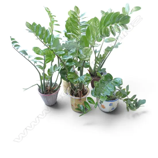 5 ZZ PLANTS (zamioculcas zamiifolia) H.900mm