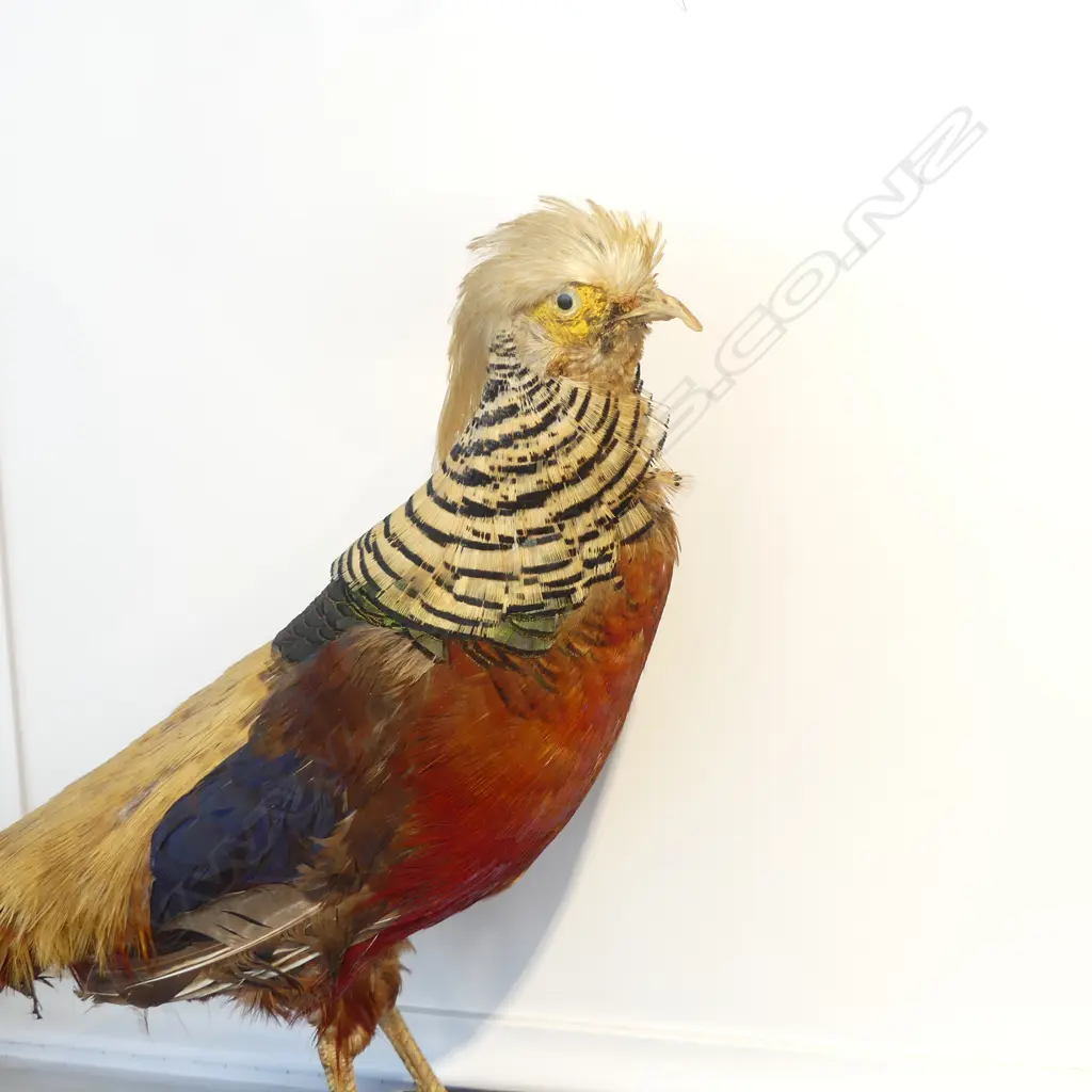 TAXIDERMY CHINESE PHEASANT L.700mm Image 1++