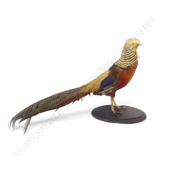 TAXIDERMY CHINESE PHEASANT L.700mm