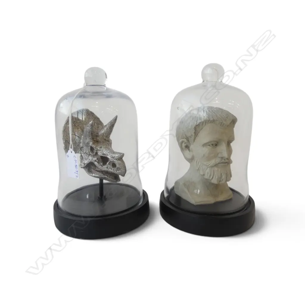 2 GLASS DOMES w. RESIN HEAD & TRICERATOPS SKULL H.210mm Image 1++