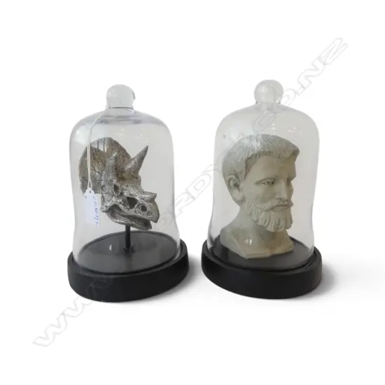 2 GLASS DOMES w. RESIN HEAD & TRICERATOPS SKULL H.210mm