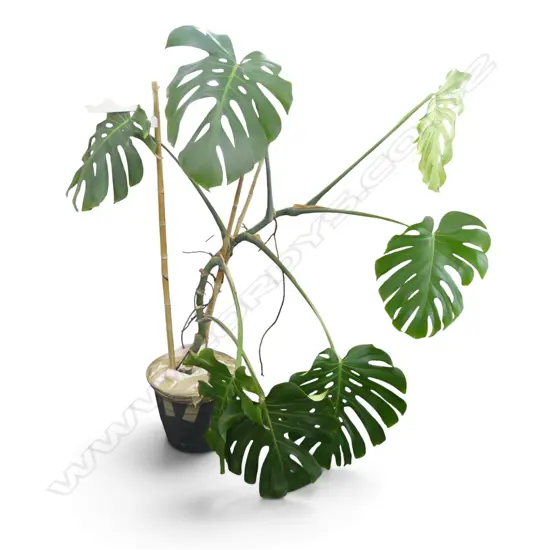 LG MONSTERA PLANT H.1600mm