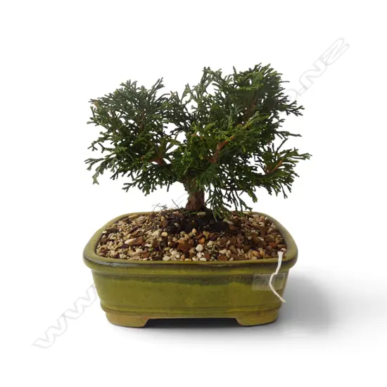 HINOKI CYPRESS BONSAI TREE W.210mm