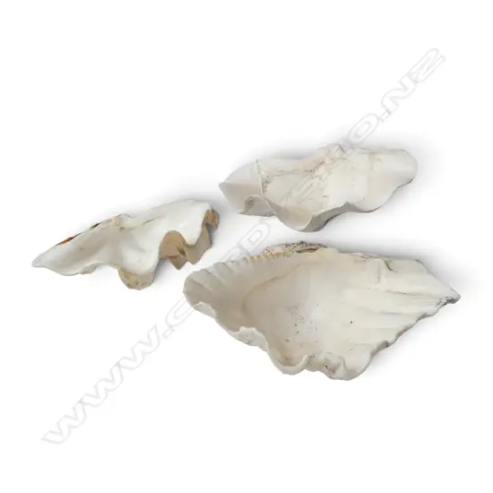 3 CLAM SHELLS W.245mm