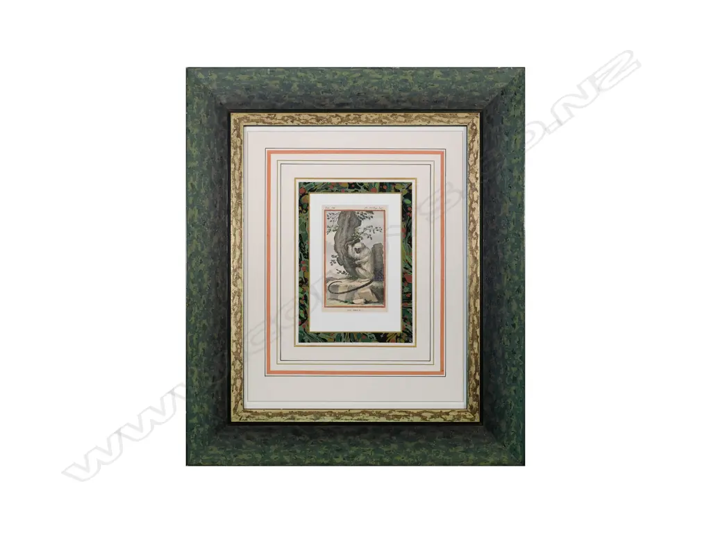 After Jacques de Sève (1742-1788) - Le Mico (Marmoset Monkey) - hand coloured copperplate engraving c.1790 Image 1++