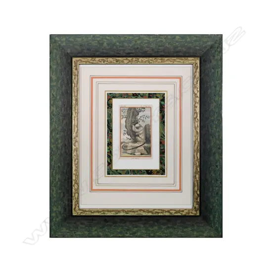 After Jacques de Sève (1742-1788) - Le Mico (Marmoset Monkey) - hand coloured copperplate engraving c.1790