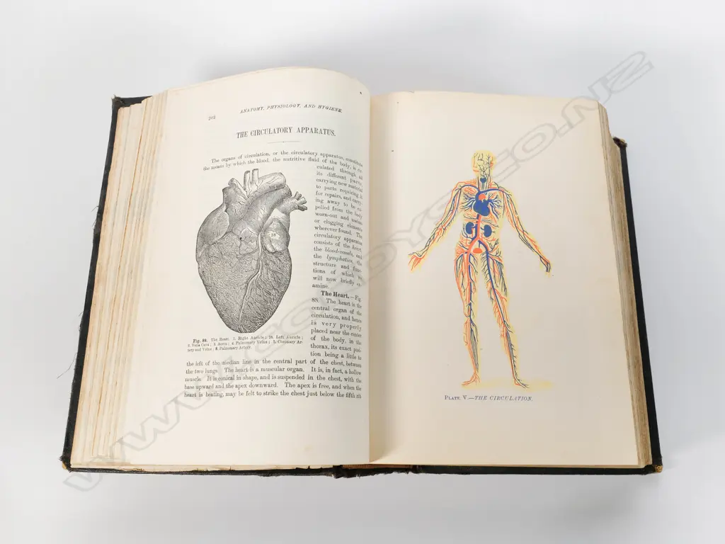 Home Handbook of Domestic Hygiene and Rational Medicine - 1902 Image 1++